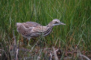 Bittern, American, 2008-06073630 Parker River NWR, MA